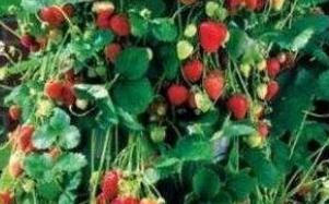 ��ݮ��ôˮ�B��ֱ������ѿˮ��