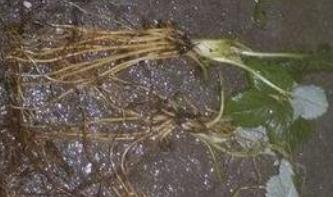 ��ݮ����ĳ�ˮ�෽������(ji��n)�Ύײ�����