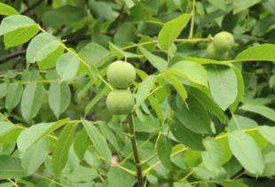 ���Ҙ������߮a�������Ҙ���߮a���ķ�������Щ��