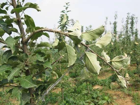 �＾��֦�����r���_ʼ�ЄӰ�