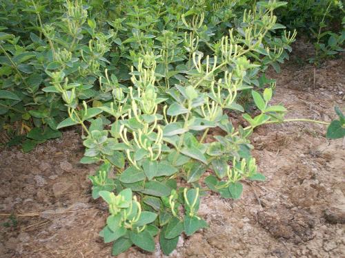 ���y�����ӷN�ã����y���NֲҪ�c��