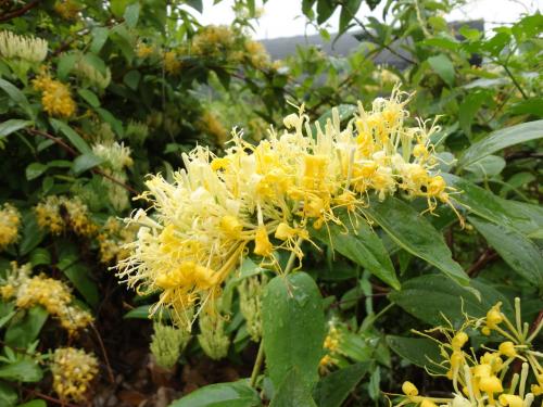 ���y���cɽ�y����ʲô�^�e��