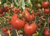 ���t����δ��~�����t�����~���ɼ�ע�����