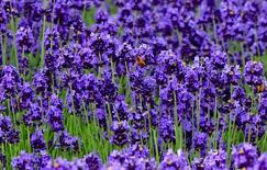 ޹�²ݷN�Ӻ÷N����