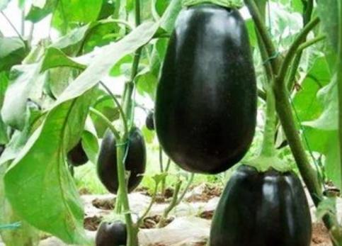 ������ô���N�����ӵĸ߮a�Nֲ������