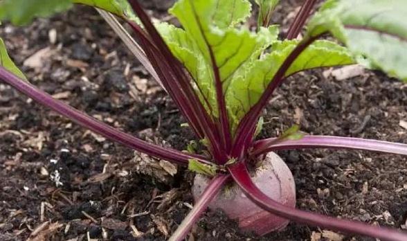 ���������ˉK�������ʼ�Ʒ�|