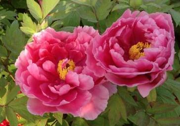 ĵ�����_����ԭ������Щ��