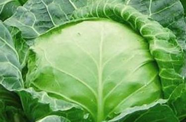 ������ô�N�óԣ�����ķNֲ���g����Щ��