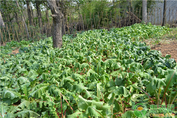 ���NԽ���� ���r(n��ng)Ҫע��ʲô��