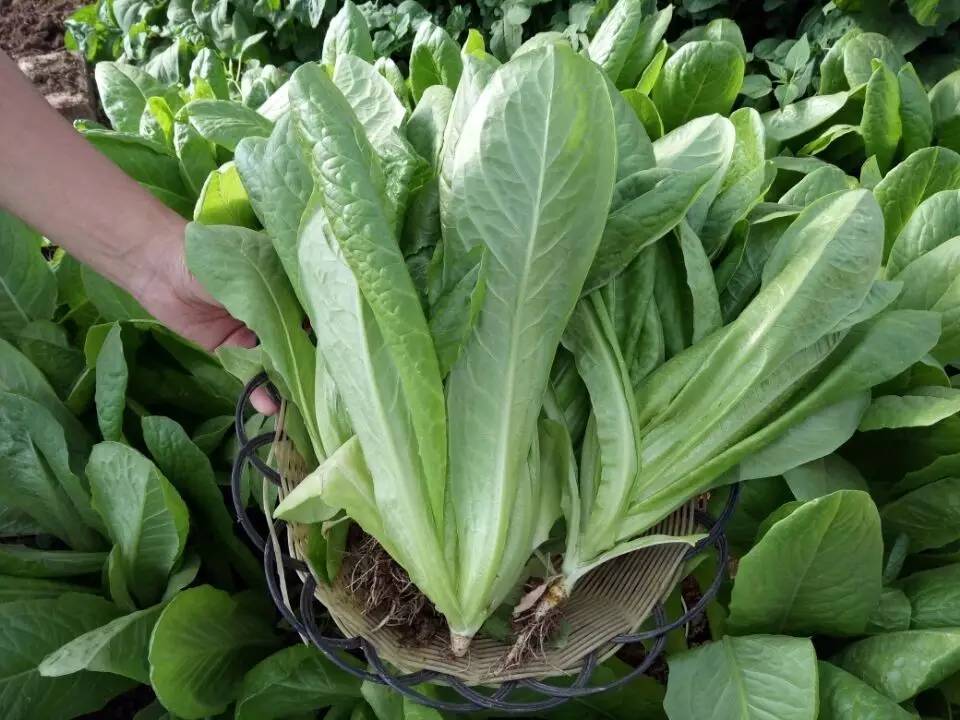 ��ȸ�˸߮a(ch��n)�����y���Nֲ�������P�I��