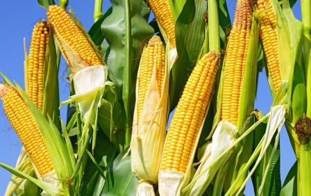 ���׶���ò��ã�