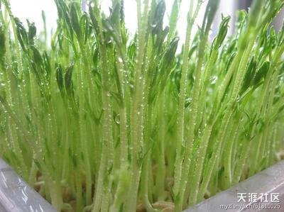 ѿ�����ӷNֲ��ѿ�˷Nֲ���g���˽���٣�