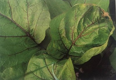 ����߲˳��F(xi��n)�@Щ���}����ԓ�o���a(b��)�}��