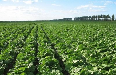 �ЙC(j��)��ײ˵ķNֲҪ�c(di��n)��֪���᣿�ЙC(j��)��ײ˷Nֲ���g(sh��)��