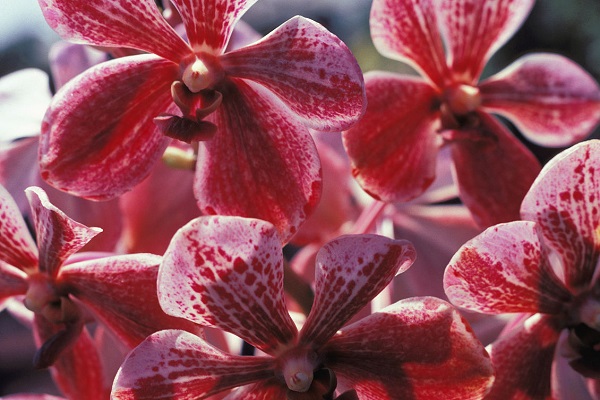 �Nֲ�߮a�f���m��Ҫ����ʲô���� �f���m�ĸ߮a���g