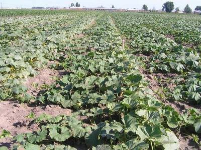 �Ϲ�ʲô�r(sh��)��Nֲ���ϹϵķNֲҪ�c(di��n)����Щ��