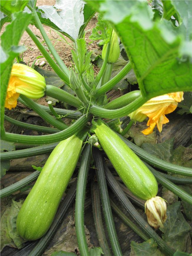 �����Jʲô�r�g�Nֲ�������J�NֲҪ�c����Щ��