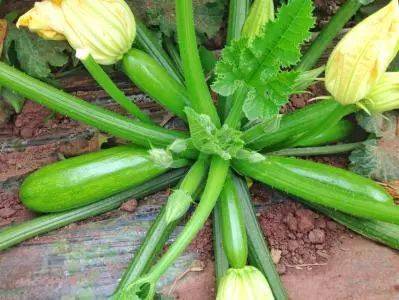 �����Jͽ�L��ɶԭ���������Jͽ�L��ô�A����