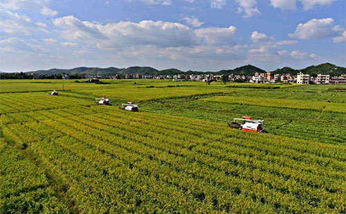 �ZʳΣ�C���̉m�ϣ�������ĕ��q�r��