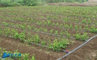 �����Ƅ��½�ˮ��һ�w���lչ