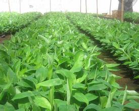 ��ֲ��������M�Gɫ���r��