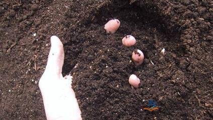 �ЙC�����҇��r(n��ng)�I(y��)�е������cǰ������