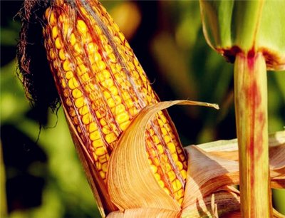 �r(n��ng)�I(y��)�r(n��ng)�岿Մ?d��ng)��׃r(ji��)���^�m(x��)����ϝq�����Բ���