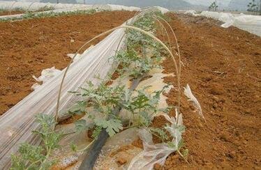 �҇������ƌW�󔵓����Oȡ����Ҫ�Mչ