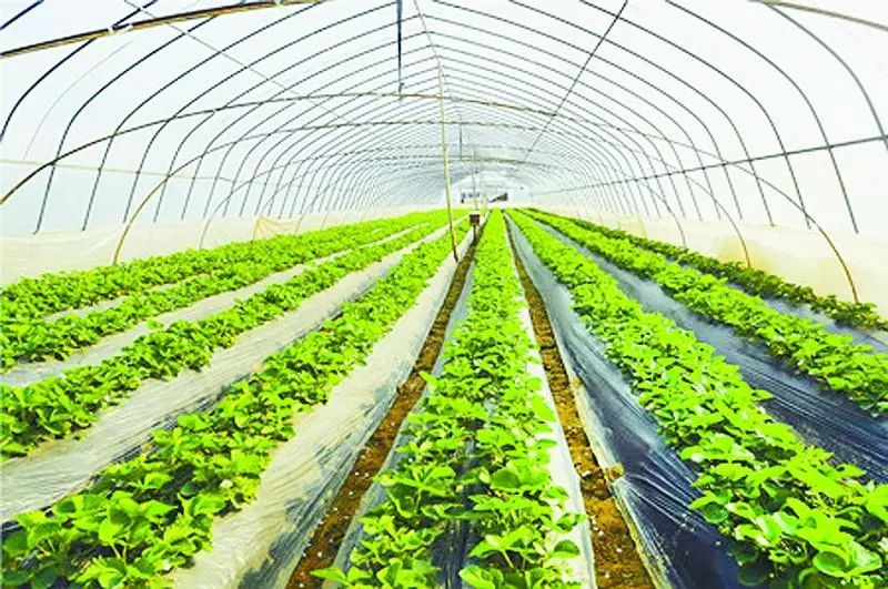 ������ͨ�ЙC���������׌�r(n��ng)�a(ch��n)Ʒ�����G��