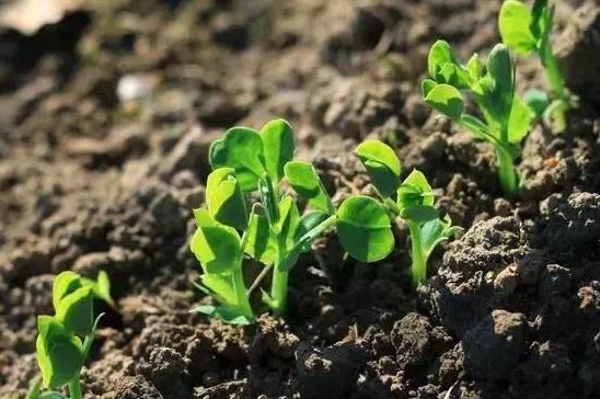 ��Ҏ(gu��)�����ϸ�����r(n��ng)ˎ�����a(ch��n)���N���ߌ��{��������Ⱦ؟(z��)���ˣ�