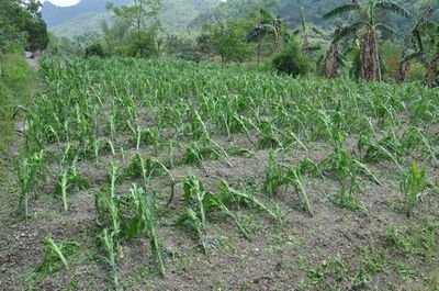 ��ʡ�r(n��ng)�����ܞ�(z��i)��e1960���f�����ﶬ�Nզ���M(j��n)����(qu��n)��ָ��(d��o)��Ҋ����