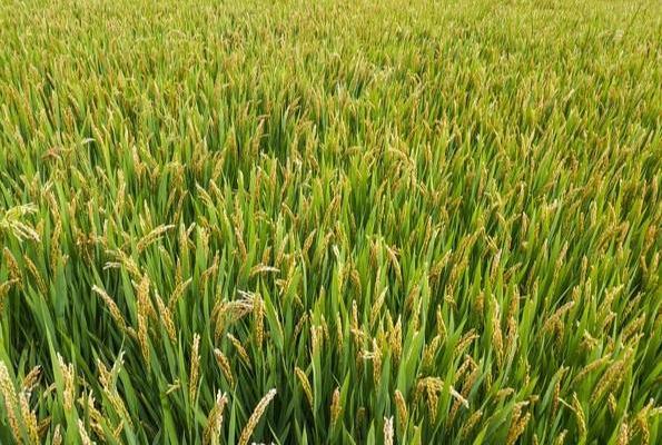 �����г��_2020�껯��ʹ�����p��������Єӷ���