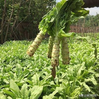 �Nֲ�n�S��ԓ����ʩ�ʣ��n�S�Ĵ�ƌWʩ�ʼ��g��