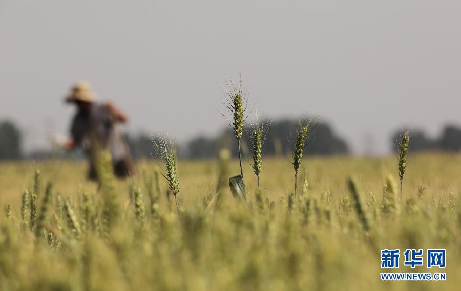 �ɕ�(hu��)||ȫ�����f(xi��)ί�T���r(n��ng)�I(y��)�r(n��ng)�岿ԭ�����L�����s�� ���ΰ��ռZʳ��ȫ����(d��ng)��(qu��n)