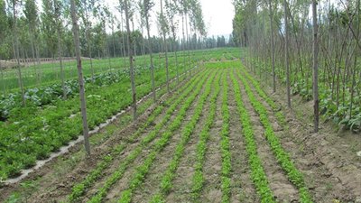 2020��ȫ���ﶬ�N������̕����������_