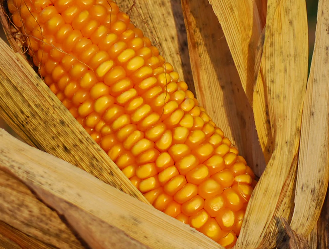 δ�����׃r������m�ߝq�᣿2021��Nֲ�����Ƿ�ץ�X