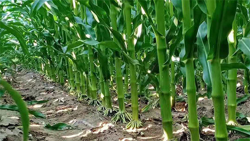 Һ�w�ͻ�ʣ����ɞ��Ї�δ�����������ϣ�