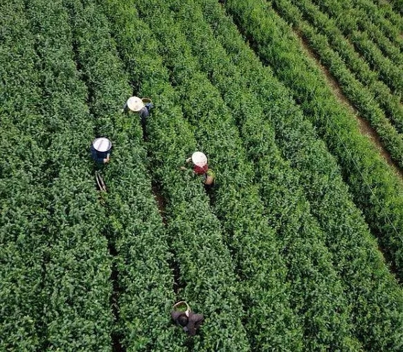 ���أ������l(xi��ng)�������h�^���Sɽ����ɽ