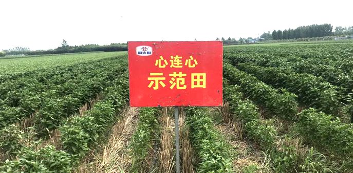 현ݶ����������lչ�����B�ļ��F��ֲ��ͺϷ��N�����F����ʽ���L��